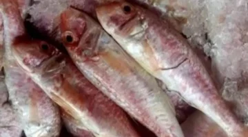 تراجع الأسعار.. البلطى بسعر 95 جنيها والبورى 200 بالإسكندرية